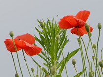 Mohn