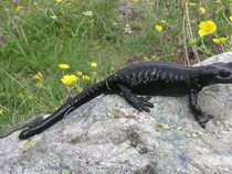 Lanzas Alpensalamander