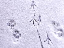 Tierspuren im Schnee