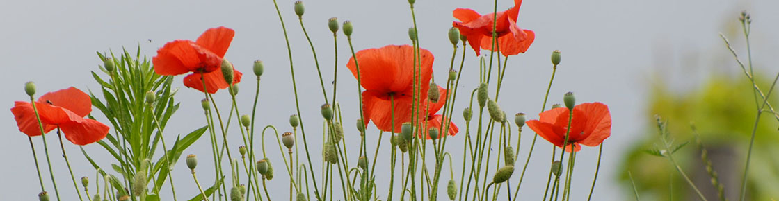 Mohn