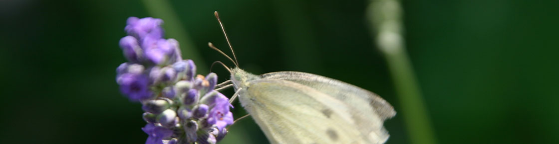 Schmetterling